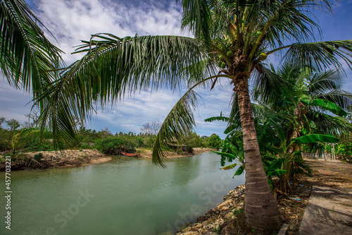 Fototapeta Naklejka Na Ścianę i Meble -  Natural background of coconut trees planted by the river, providing shade and edible fruit.