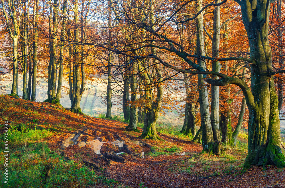 Fototapeta premium Wet dirt road in the sunny fall forest.