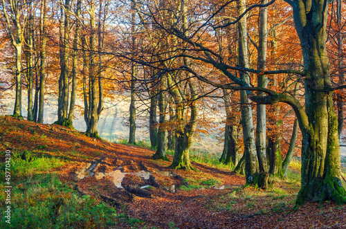 Wet dirt road in the sunny fall forest.