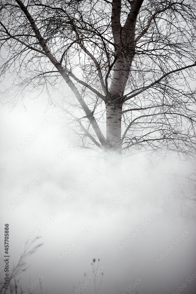 Fog or smoke. tree without leaves. Winter tree in the field. Cold season. Fog or smoke. tree without leaves. Winter tree in the field. Cold season.