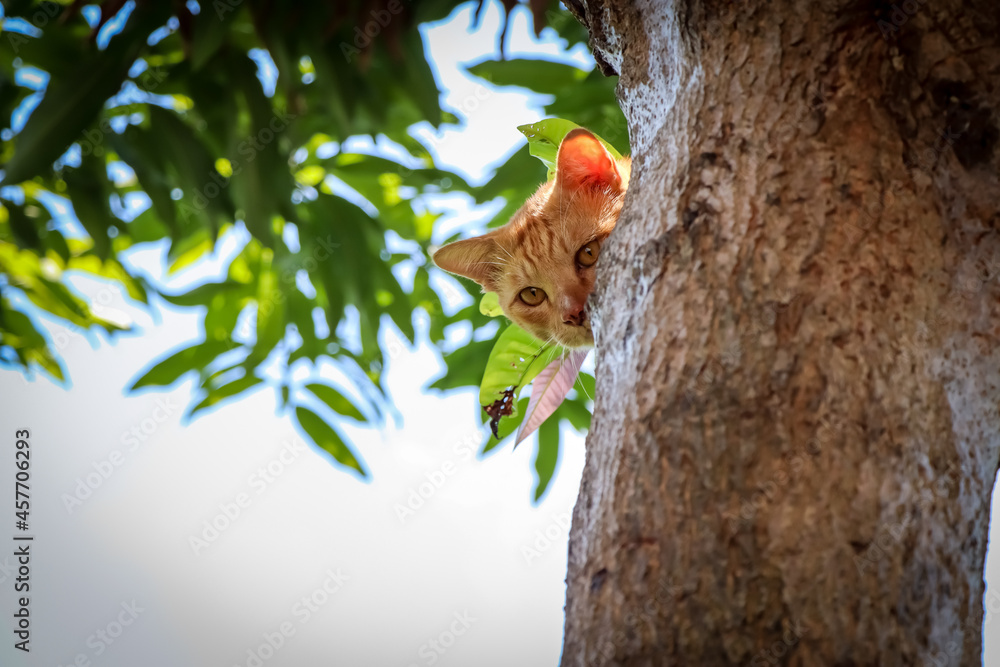 Fototapeta premium The cat is hiding