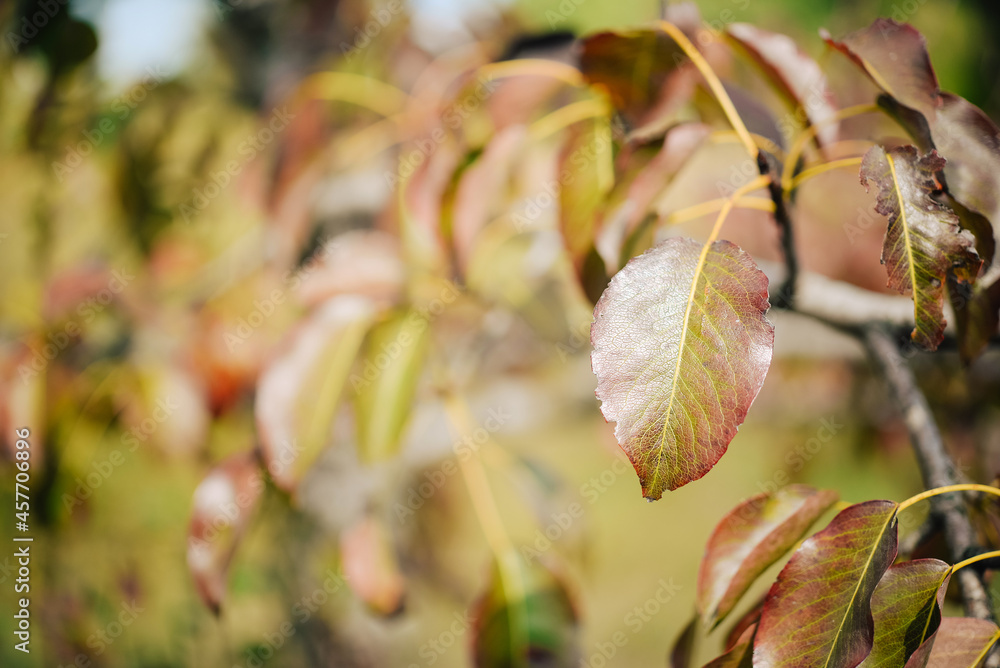 Autumn leaves on the tree. Season of colorful foliage. Autumn leaves on the tree. Season of colorful foliage.