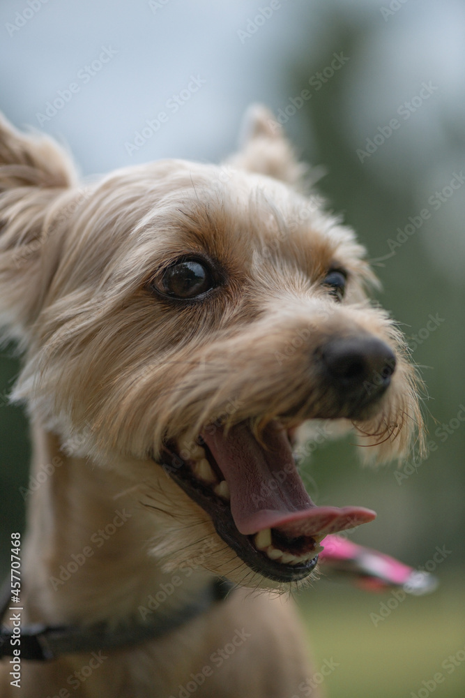 Funny purebred beautiful Yorkshire terrier for a walk in the park on a leash. Funny purebred beautiful Yorkshire terrier for a walk in the park on a leash.