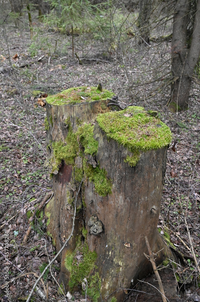 Fototapeta premium moss on a tree stump