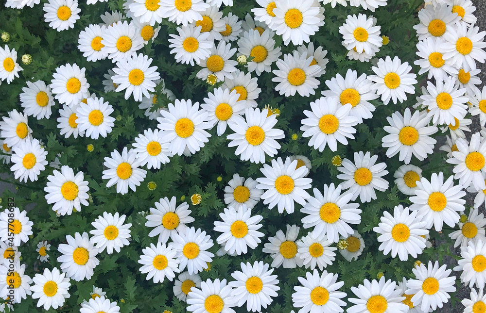 Margaret flower background