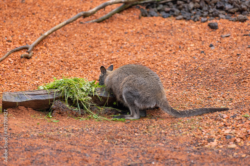 Amazing young wallaby playing in the Australian outback and looking for food. Super cute little kangaroo is jumping around in the savanna sand.