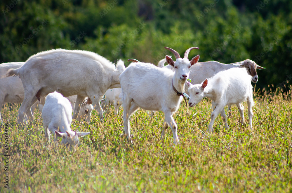 A herd of goats grazes in the meadow. Farming. Self-walking goat. Farm pasture. Summer day. Goats eat grass. A herd of goats grazes in the meadow. Farming. Self-walking goat. Farm pasture. Summer day. Goats eat grass.