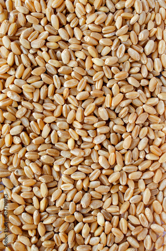Dry organic barley or seed pile background for healthy or diet food ingredient and agricultural product concept