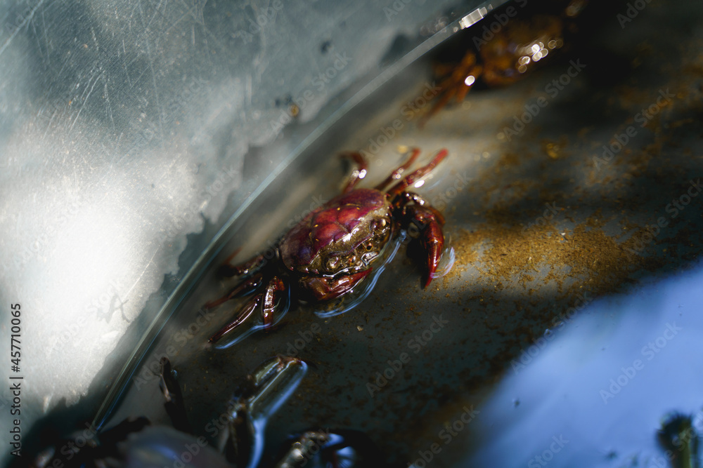 Close up of fresh field crab in water inside black plastic pond. 