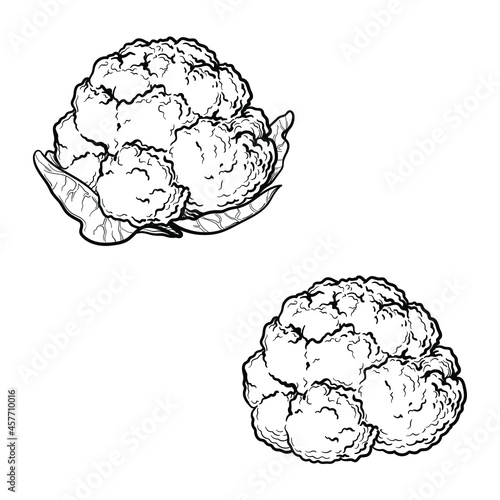Cauliflower. black and white drawing. Vector illustration, isolated on a white background.