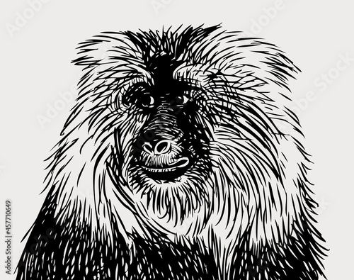 Vector drawing of portrait shaggy cute monkey