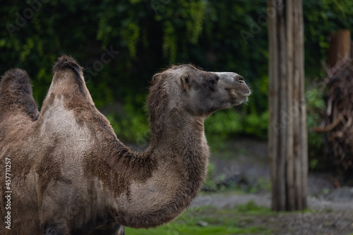 An amazing camel is walking through the savanna. The camel is keeping the water in his body for so many days. A wonderful animal in Africa.