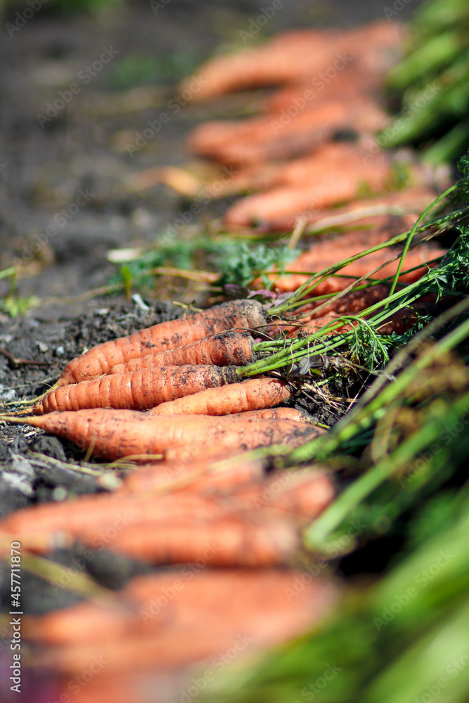 Fresh carrots. Pile of fresh ripe carrots on field. Organic farming.