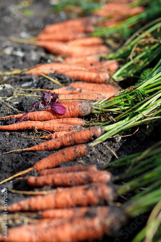 Fresh carrots. Pile of fresh ripe carrots on field. Organic farming.