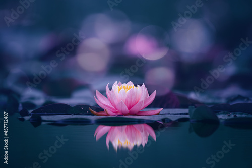 Tableau sur toile Pink lotus flower on blue background