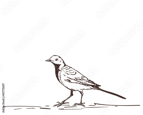 bird