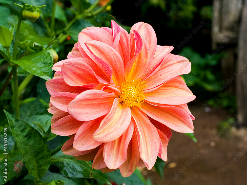 mexican national flower