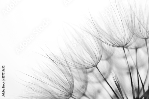Part Of The Dandelion - black and white