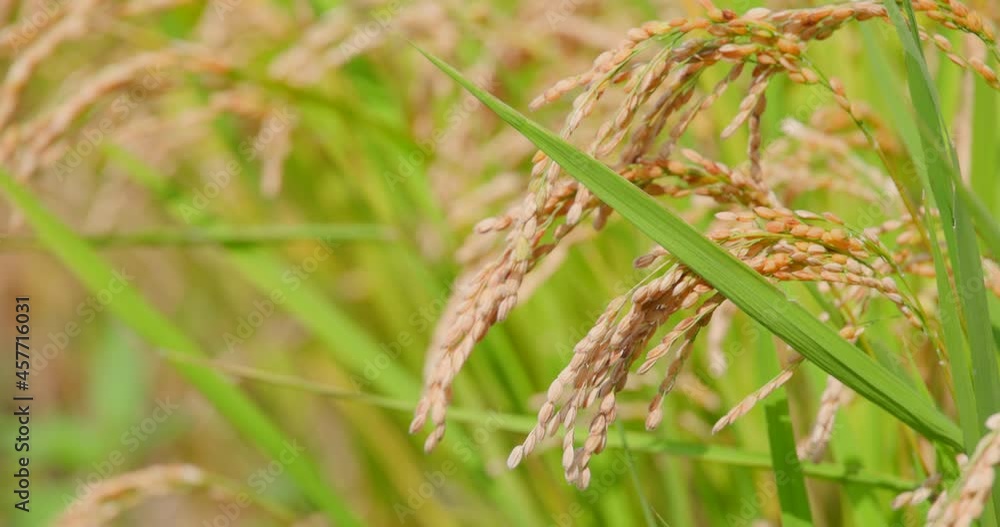風に揺れる瑞々しいの稲