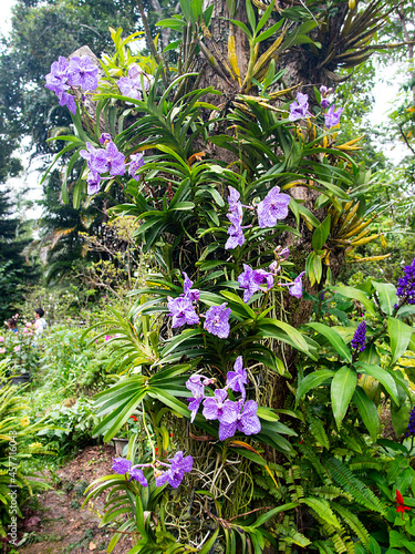 Vanda coerulea