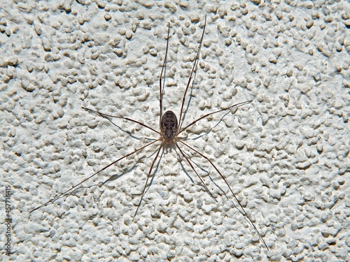 An animal, an arachnid called Kosarz, warming in the rays of the sun on the wall of a building in the town of Fasty in Podlasie, Poland.