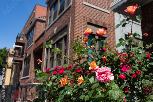 Colorful Roses with a Row of Brick Residential Buildings and Homes in Astoria Queens New York © James