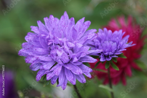 close up of a purple flower