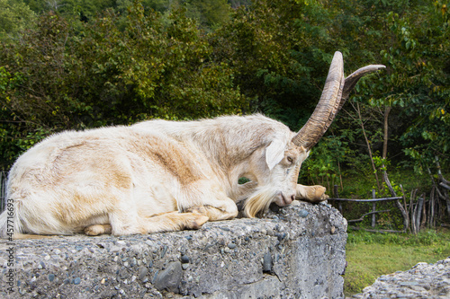 Lying and resting goat, Samegrelo, Georgia.  photo
