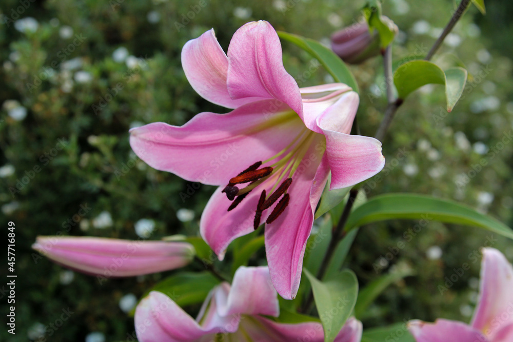 Fototapeta premium pink and white flower