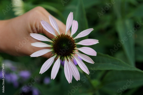 daisy flower
