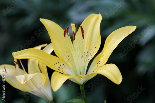 close up of yellow flower