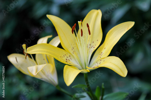 yellow lily closeup