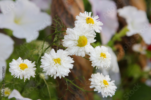 daisies in the garden