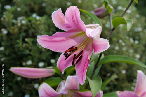 pink and white flower