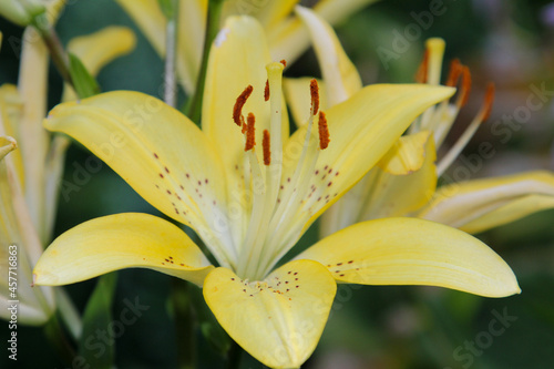 yellow lily
