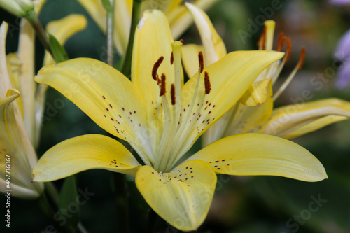 yellow lily flower