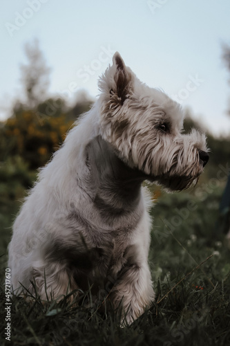 westie