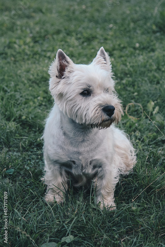 west highland terrier