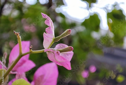 flowers in the garden