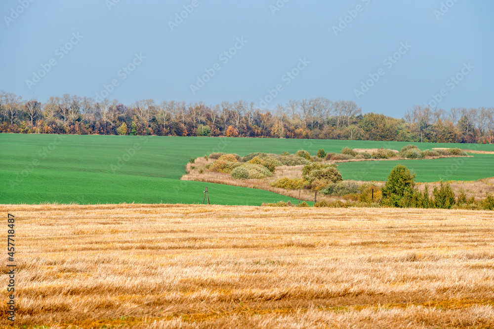 Fototapeta premium Field with mowed grass to the horizon connects with a green field of winter crops, autumn day in the field
