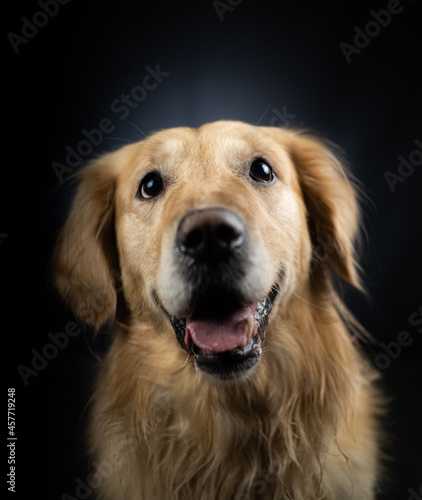 Cute Golden Retriever Portrait © Konsti