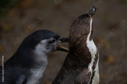Some really cute penguins are playing together and walking through the park. A wonderful penguin-family looking to each other and search some food.