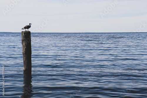 Seagull on post in lake © Arielle Roth