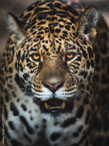 Portrait of a Jaguar in Asia