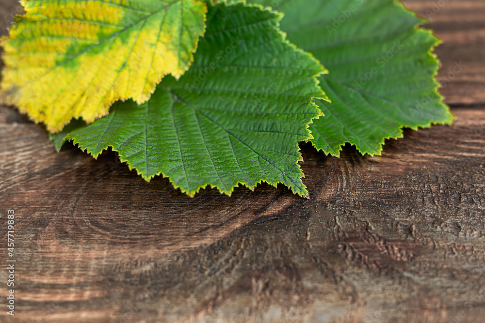 Green leaves of hazelnuts on a wooden background. Backgrounds and textures. Green leaves of hazelnuts on a wooden background. Backgrounds and textures.
