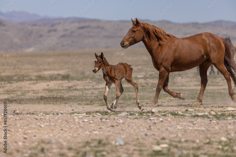 Wild Horse Mare and Foal in the Utah Desert Wild Horse Mare and Foal in the Utah Desert