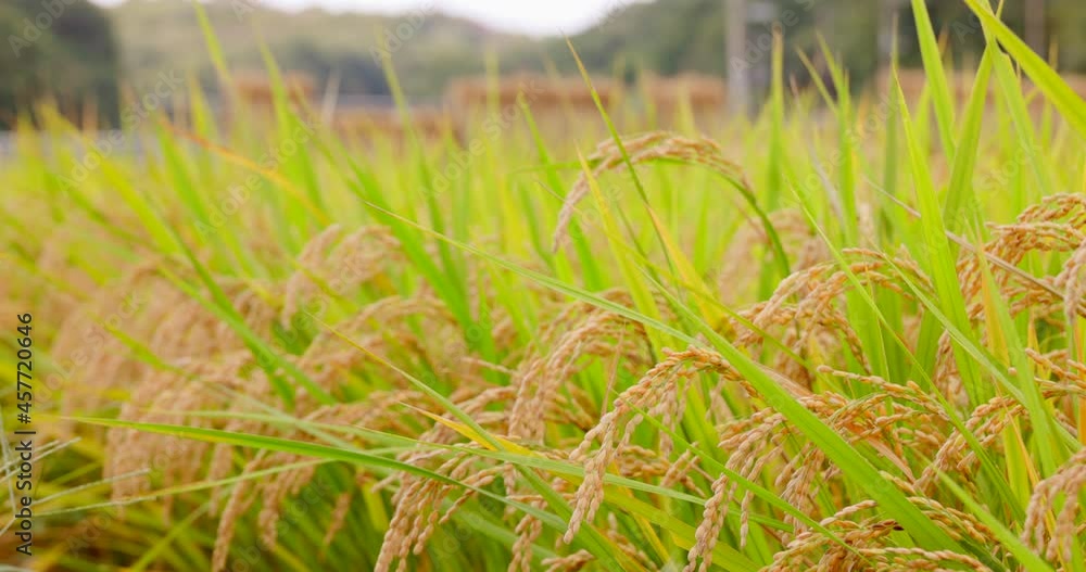 風に揺れる瑞々しいの稲
