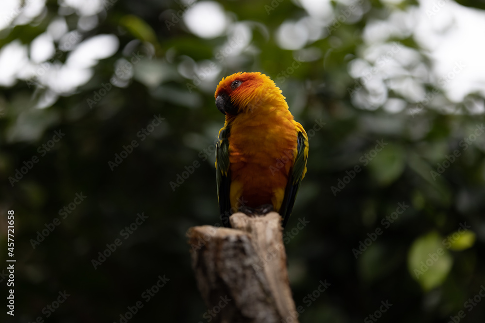 Amazing colorful parrot sitting on a tree and chilling. Wonderful colors like orange, blue, yellow, white and green in this bird. Just a beautiful animal in the nature.