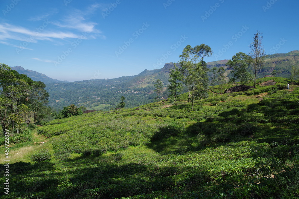 Naklejka premium スリランカ ヌワラエリヤのブルーフィールドティーファクトリー
