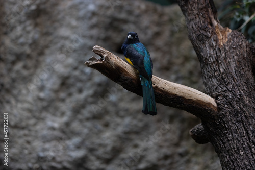 Amazing colorful parrot sitting on a tree and chilling. Wonderful colors like orange, blue, yellow, white and green in this bird. Just a beautiful animal in the nature.